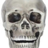 Sunstar Realistic Rotting Skull Prop