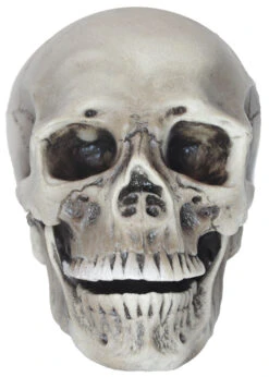 Sunstar Realistic Rotting Skull Prop