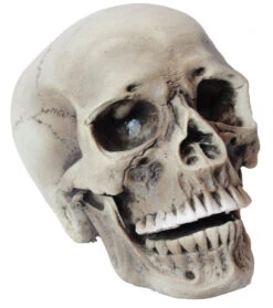 Sunstar Realistic Rotting Skull Prop -Family Halloween Store Sales Store SS79639 x
