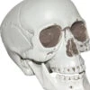 Sunstar Skull With Movable Lower Jaw