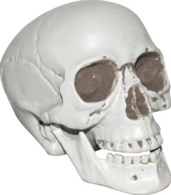 Sunstar Skull With Movable Lower Jaw